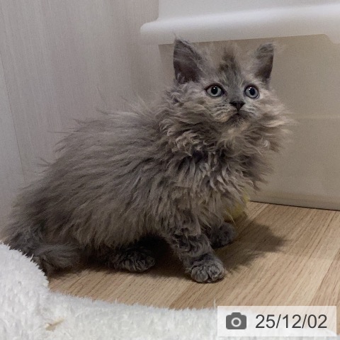 セルカークレックスの写真