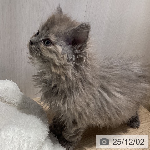 セルカークレックスの写真