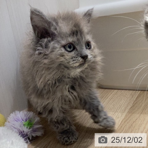 セルカークレックスの写真