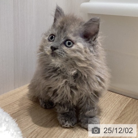 セルカークレックスの写真