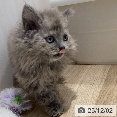 セルカークレックスの写真