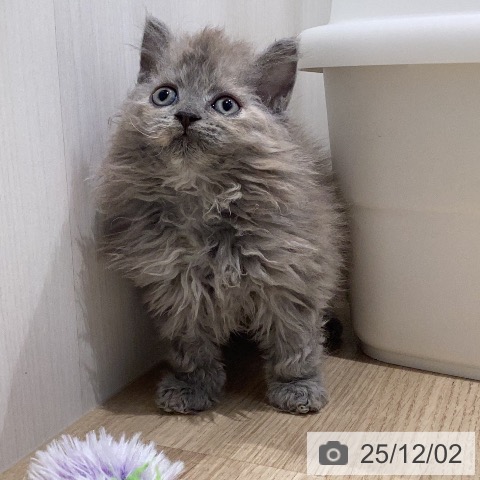 セルカークレックスの写真