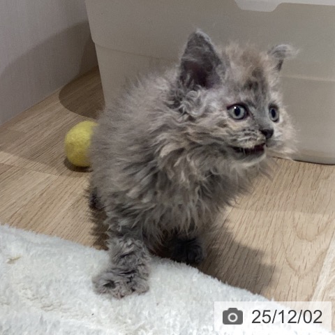 セルカークレックスの写真