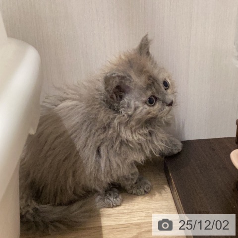 セルカークレックスの写真