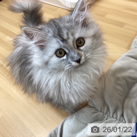 愛知県のサイベリアン (ペットプラス 千種店/2025年10月1日生まれ/女の子/シルバーパッチドタビー)の子猫の3枚目の画像