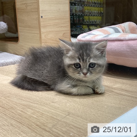 マンチカンの写真