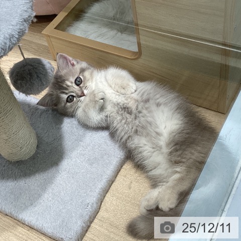 愛知県のマンチカン (ペットプラス 則武新町店/2025年10月2日生まれ/女の子/ブルーゴールデン)の子猫の4枚目の画像