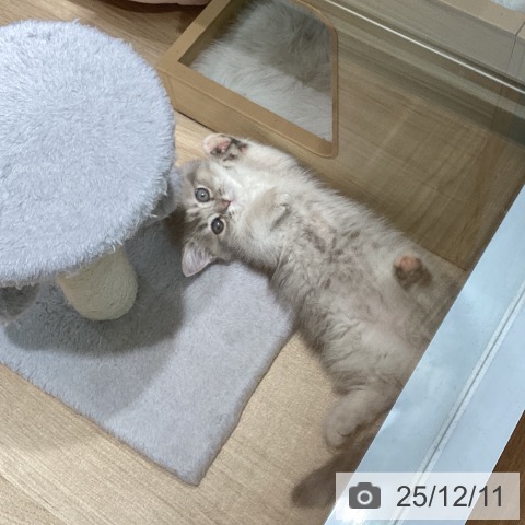 愛知県のマンチカン (ペットプラス 則武新町店/2025年10月2日生まれ/女の子/ブルーゴールデン)の子猫の3枚目の画像