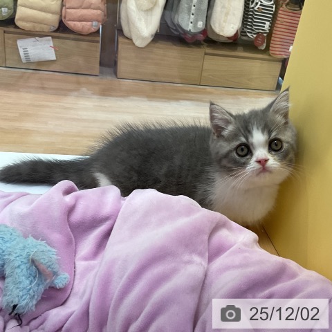 マンチカンの写真