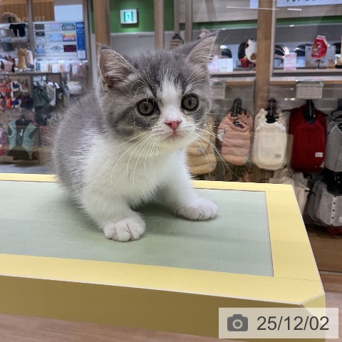 マンチカンの写真