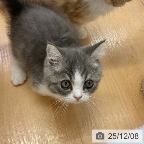 愛知県のマンチカン (ペットプラス mozoワンダーシティ店/2025年10月2日生まれ/女の子/ブルータビーホワイト)の子猫の3枚目の画像