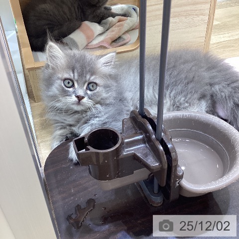 ミヌエットの写真