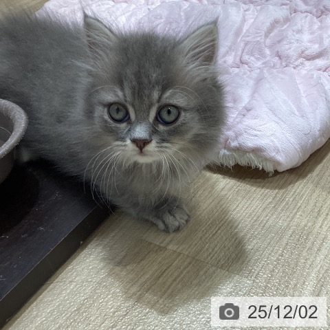 ミヌエットの写真