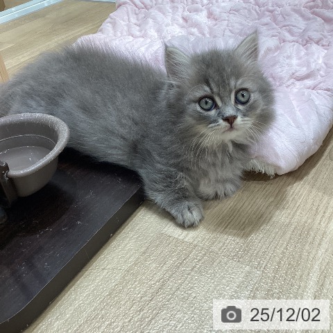 ミヌエットの写真