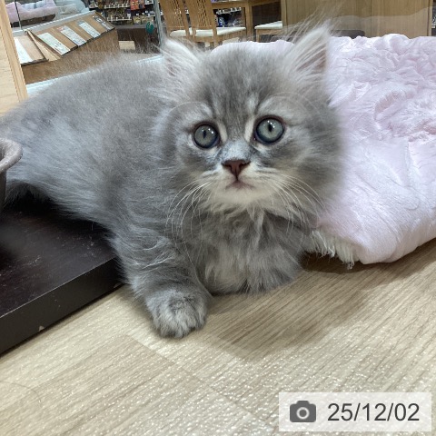 ミヌエットの写真