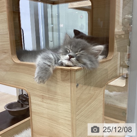 愛知県のミヌエット (ペットプラス ナゴヤドーム前店/2025年10月1日生まれ/男の子/ブルータビー)の子猫の3枚目の画像