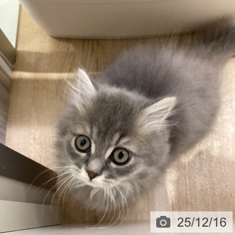 愛知県のミヌエット (ペットプラス ナゴヤドーム前店/2025年10月1日生まれ/男の子/ブルータビー)の子猫の3枚目の画像