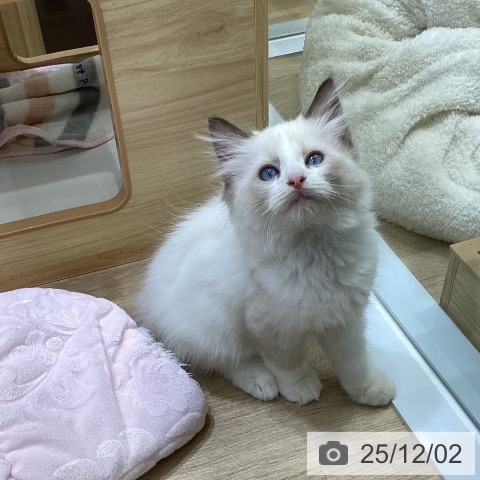 ラグドールの写真