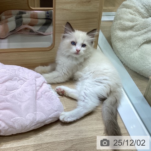 ラグドールの写真