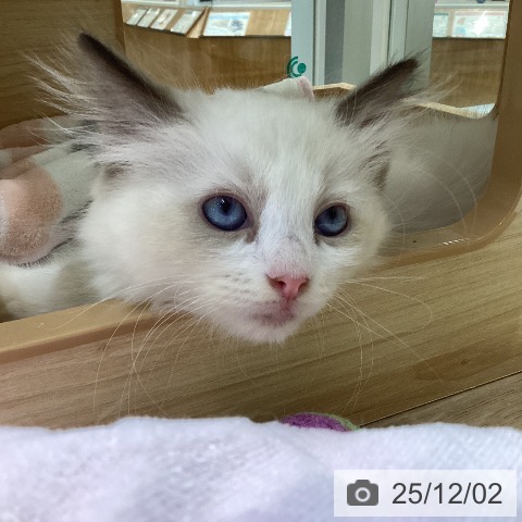 ラグドールの写真