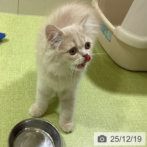 ラガマフィンの写真