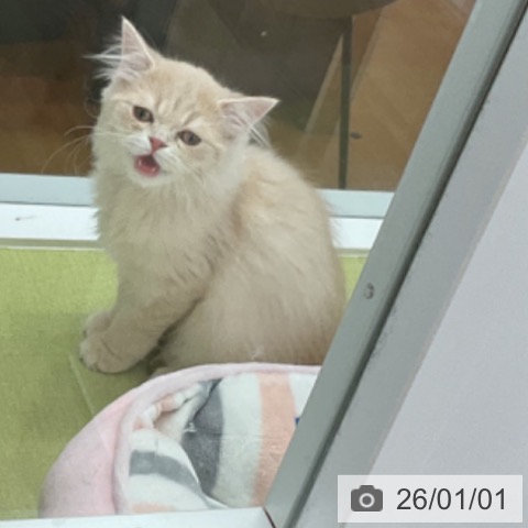 ラガマフィンの写真