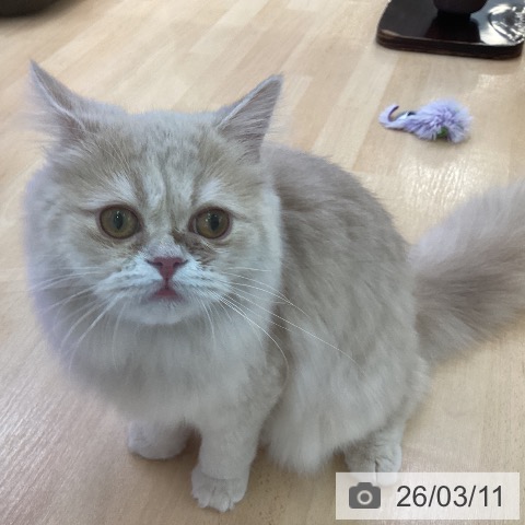 ラガマフィンの写真