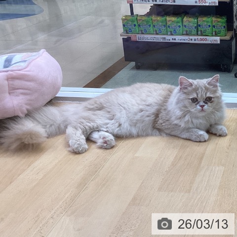 ラガマフィンの写真