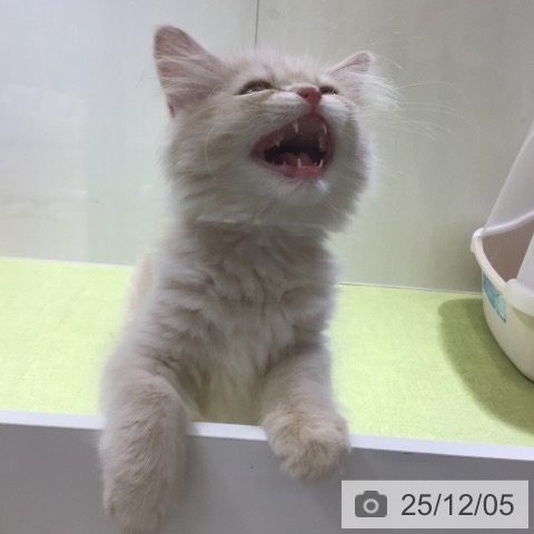 富山県のラガマフィン (ペットプラス 高岡店/2025年9月25日生まれ/男の子/クリームタビー)の子猫の4枚目の画像