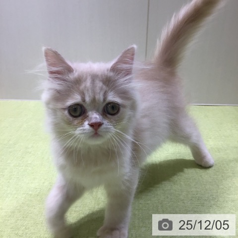 富山県のラガマフィン (ペットプラス 高岡店/2025年9月25日生まれ/男の子/クリームタビー)の子猫の3枚目の画像