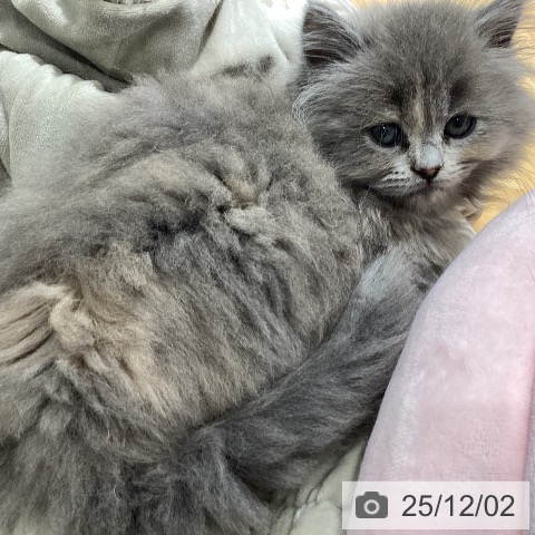 石川県のラガマフィン (ペットプラス 新小松店/2025年9月29日生まれ/女の子/ブルーパッチドタビー)の子猫の4枚目の画像