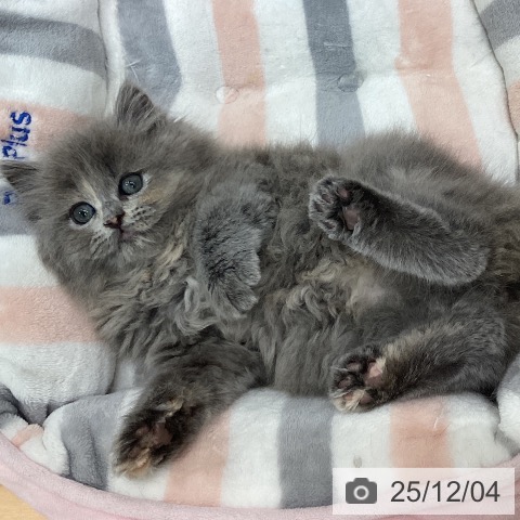 石川県のラガマフィン (ペットプラス 新小松店/2025年9月29日生まれ/女の子/ブルーパッチドタビー)の子猫の3枚目の画像