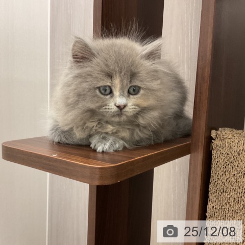 石川県のラガマフィン (ペットプラス 新小松店/2025年9月29日生まれ/女の子/ブルーパッチドタビー)の子猫の3枚目の画像