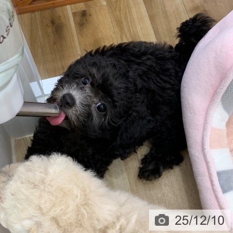 岐阜県のトイプードル(トイ) (ペットプラス 光ケ丘店/2025年9月29日生まれ/男の子/シルバー)の子犬の4枚目の画像