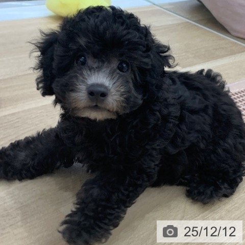 岐阜県のトイプードル(トイ) (ペットプラス 光ケ丘店/2025年9月29日生まれ/男の子/シルバー)の子犬の3枚目の画像