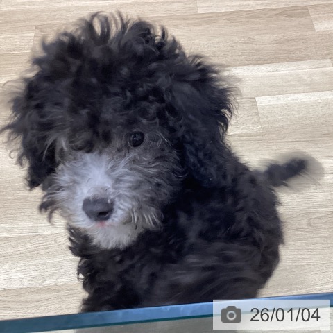 愛知県のトイプードル(トイ) (ペットプラス 東浦店/2025年9月29日生まれ/男の子/シルバー)の子犬の4枚目の画像