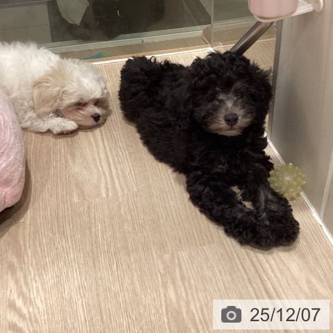 トイ・プードルの写真