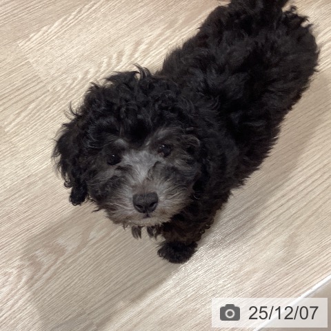 トイ・プードルの写真