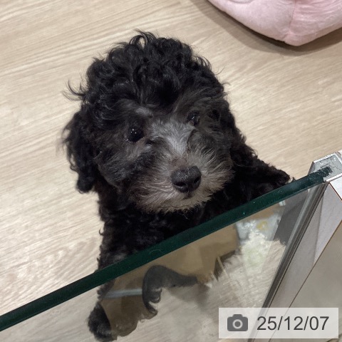 トイ・プードルの写真