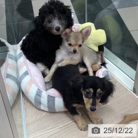 石川県のトイプードル(トイ) (ペットプラス かほく店/2025年9月29日生まれ/女の子/シルバー)の子犬の3枚目の画像