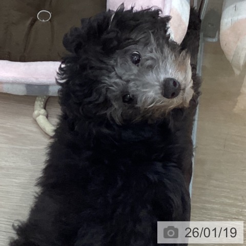 石川県のトイプードル(トイ) (ペットプラス かほく店/2025年9月29日生まれ/女の子/シルバー)の子犬の3枚目の画像