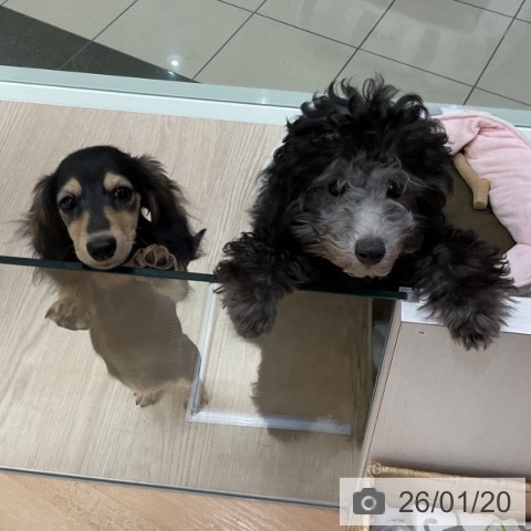 石川県のトイプードル(トイ) (ペットプラス かほく店/2025年9月29日生まれ/女の子/シルバー)の子犬の4枚目の画像