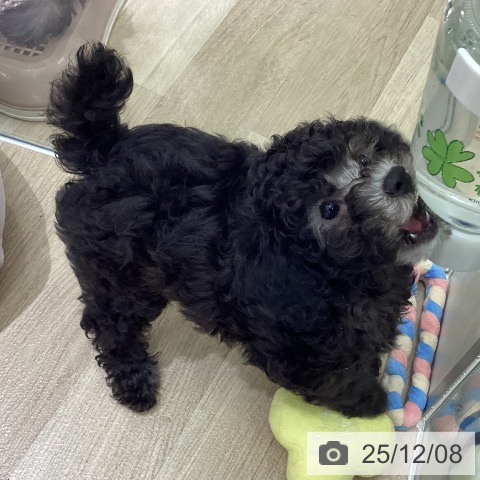 愛知県のトイプードル(トイ) (ペットプラス イオンモール豊川店/2025年9月29日生まれ/女の子/シルバー)の子犬の4枚目の画像