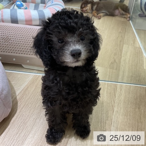 愛知県のトイプードル(トイ) (ペットプラス イオンモール豊川店/2025年9月29日生まれ/女の子/シルバー)の子犬の3枚目の画像