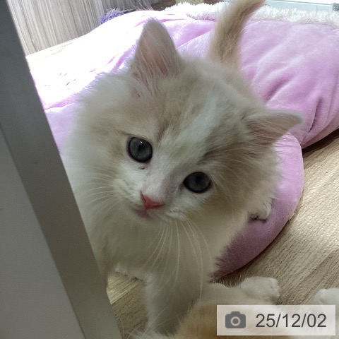 ラガマフィンの写真