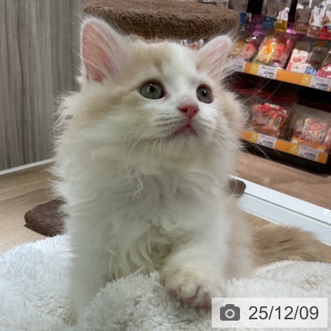 愛知県のラガマフィン (ペットプラス イオンモール豊川店/2025年10月2日生まれ/男の子/クリームタビーホワイト)の子猫の4枚目の画像