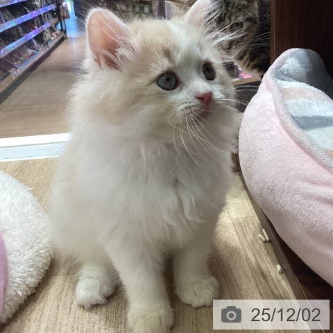 ラガマフィンの写真