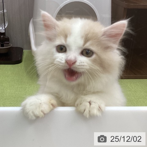 ラガマフィンの写真