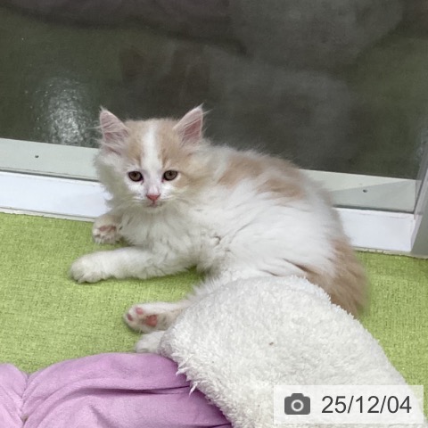 ラガマフィンの写真