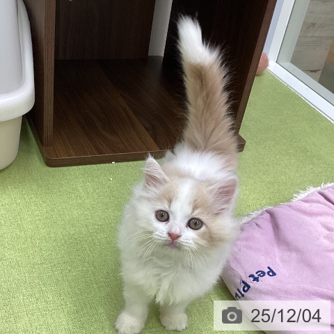 ラガマフィンの写真